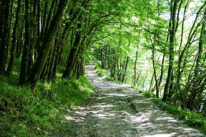 Forêt calme et relaxante