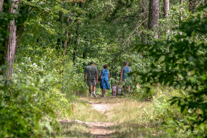 Balade en famille dans la forêt verdoyante et ombragée