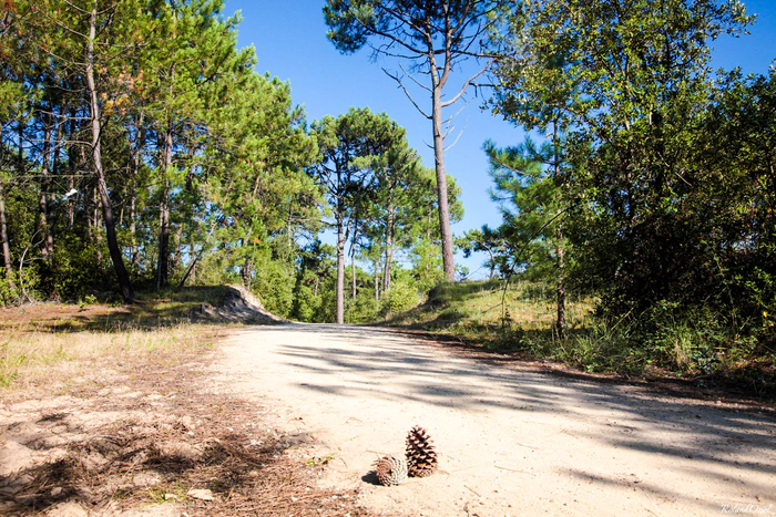 La forêt de pins domaniale de Saint-Jean-de-Monts ensoleillé