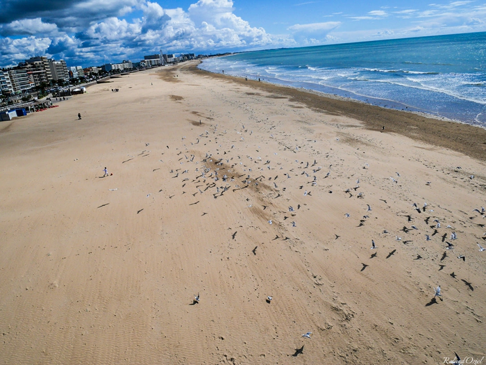 Vue aérienne de la plage et du remblai de Saint-Jean-de-Monts avec des mouettes se reposant sur le sable